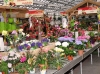 Greizer Vogtlandblumen GmbH präsentiert den Frühling