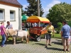 FrÃ¶hliches Sommerfest in Carolinenfeld