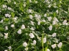 Impressionen aus dem Greizer Park 