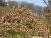 Impressionen aus dem Greizer Park 