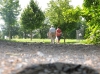 Arbeiten im Greizer Park gehen voran