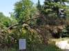 ErÃ¶ffnung des Schadensparcours im Fürstlich Greizer Park