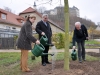 Baumpflanzung in historischer Lindenallee im Fürstlich Greizer Park