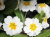 Das Wetter wird wohl eher an graue Novembertage erinnern. Blumenpracht