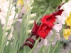 Sommerfest in der Gartenanlage Leitenberg mit Produktschau
