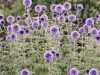 Sommerfest in der Gartenanlage Leitenberg mit Produktschau