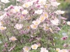 Sommerfest in der Gartenanlage Leitenberg mit Produktschau
