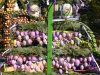 In Berga gibt es jedes Jahr in der Osterzeit vieles zu beschauen. Viele fleißige Osterfrauen verwandeln die Stadt in eine bunte Osterstadt.