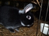 Neun Mal »Vorzüglich« bei der Kaninchenausstellung in Mohlsdorf
