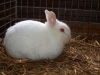 Neun Mal »Vorzüglich« bei der Kaninchenausstellung in Mohlsdorf
