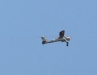 Ãœber 2000 Besucher zur Modellflugshow auf dem Flugplatz Obergrochlitz