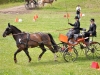 Thüringer Landesmeisterschaften im Gespannfahren 2012 in Mohlsdorf -Hindernisfahren