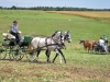 Thüringer Landesmeisterschaften im Gespannfahren 2012 in Mohlsdorf -Hindernisfahren