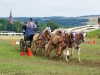 Thüringer Landesmeisterschaften im Gespannfahren 2012 in Mohlsdorf -Hindernisfahren