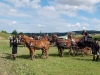 Thüringer Landesmeisterschaften im Gespannfahren 2012 in Mohlsdorf -Hindernisfahren