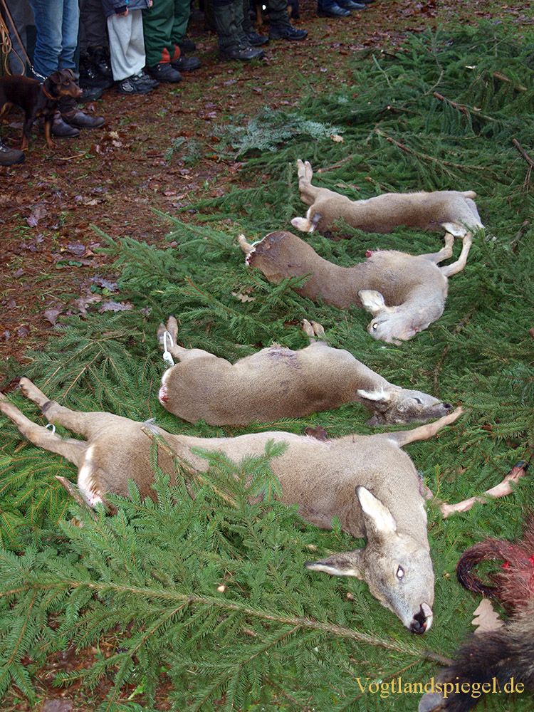 20. Ansitzdrückjagd der Jäger des Landesjagdbezirk Gommla
