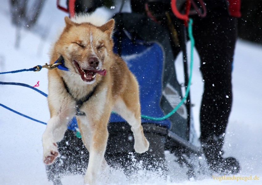 Schlittenhunde-WM in Oberwiesenthal 2010