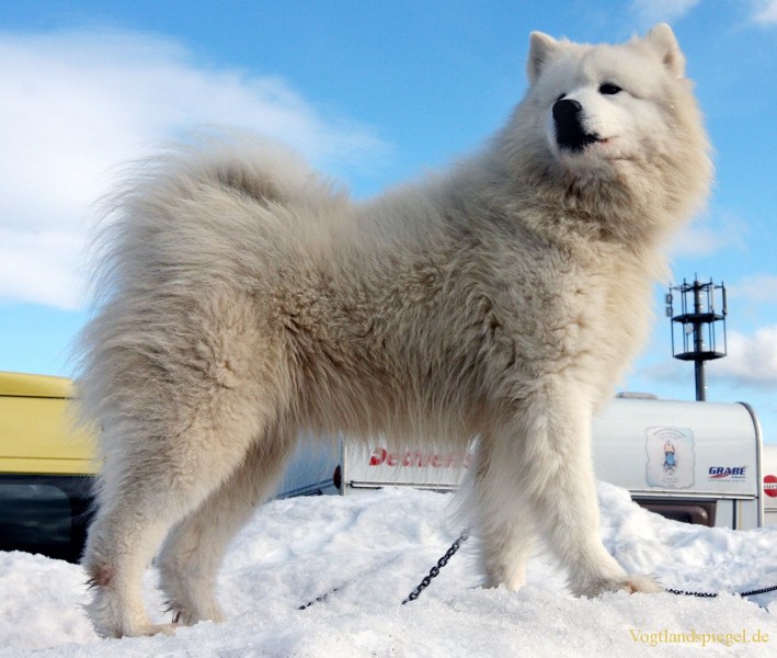 Schlittenhunde-WM in Oberwiesenthal 2010