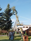 Mit Manneskraft und Zuversicht den Maibaum gestellt