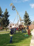 Mit Manneskraft und Zuversicht den Maibaum gestellt