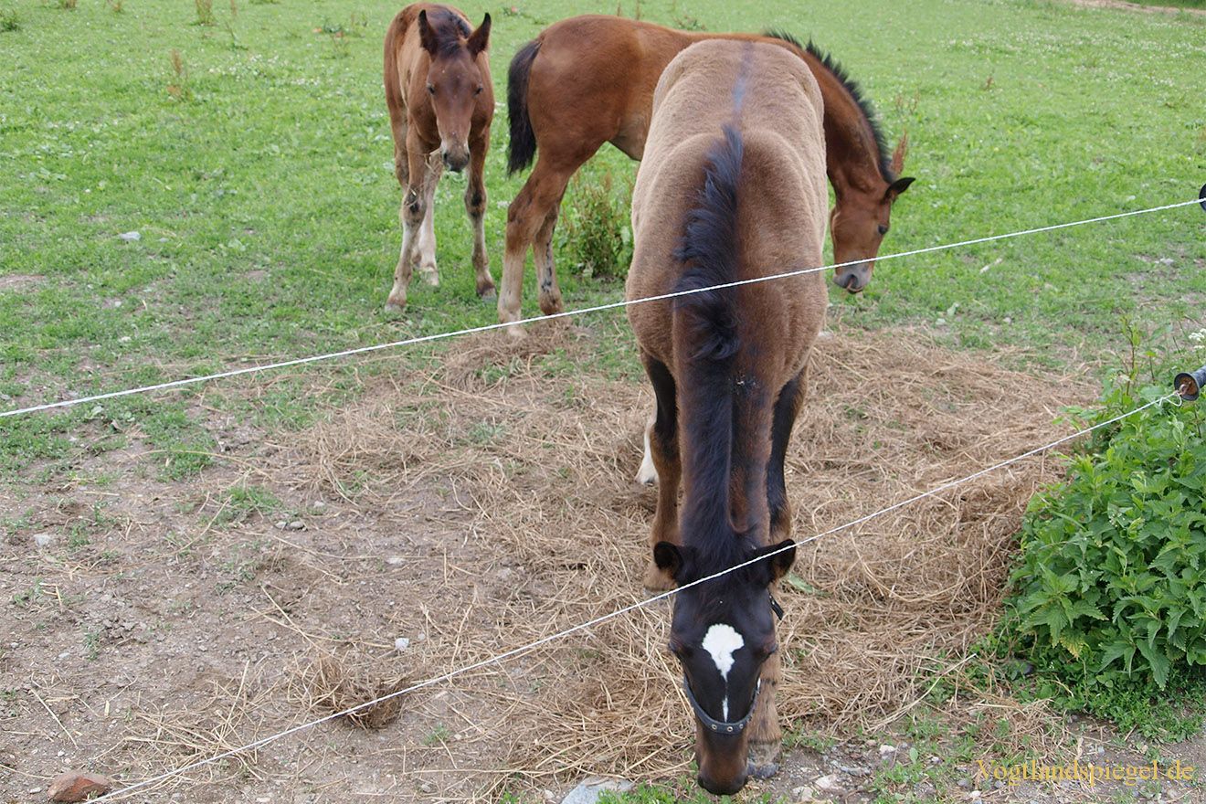 Fohlenschau auf dem Reiterhof Jäschke in Mohlsdorf