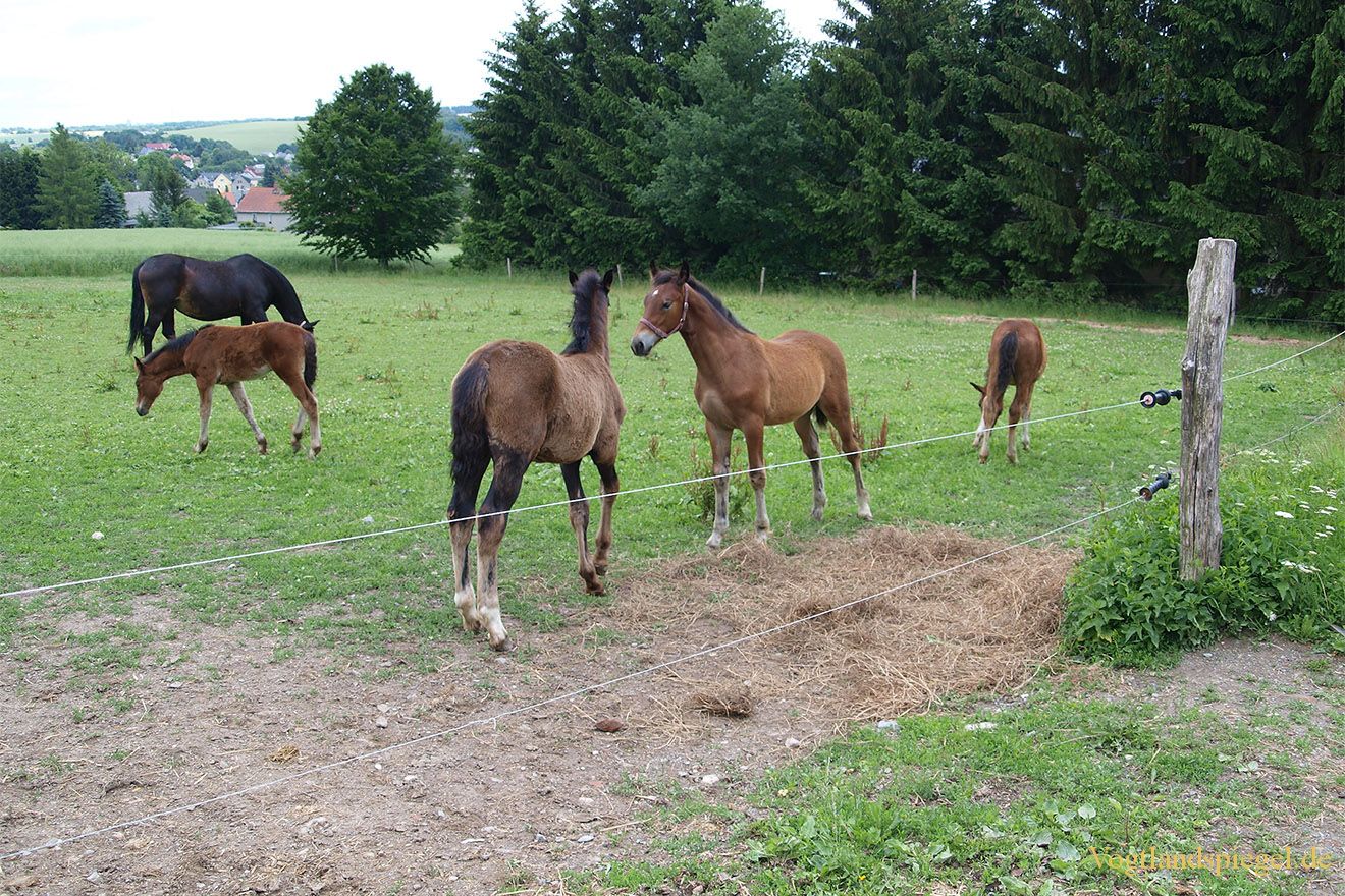Fohlenschau auf dem Reiterhof Jäschke in Mohlsdorf