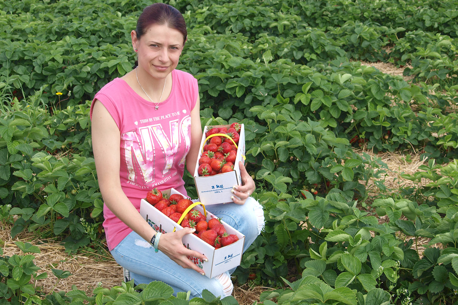Erdbeeren haben am Kahmerschen Kreuz Saison