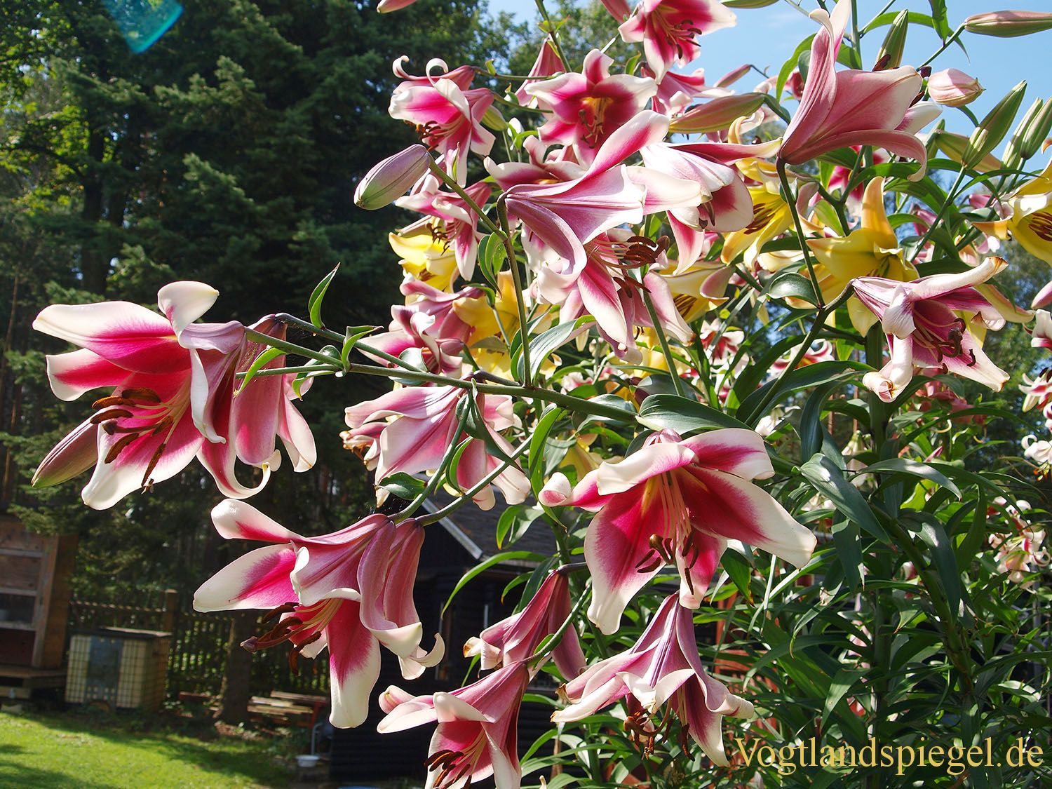 Gommla: Blütenpracht im Garten von Frank Neudeck