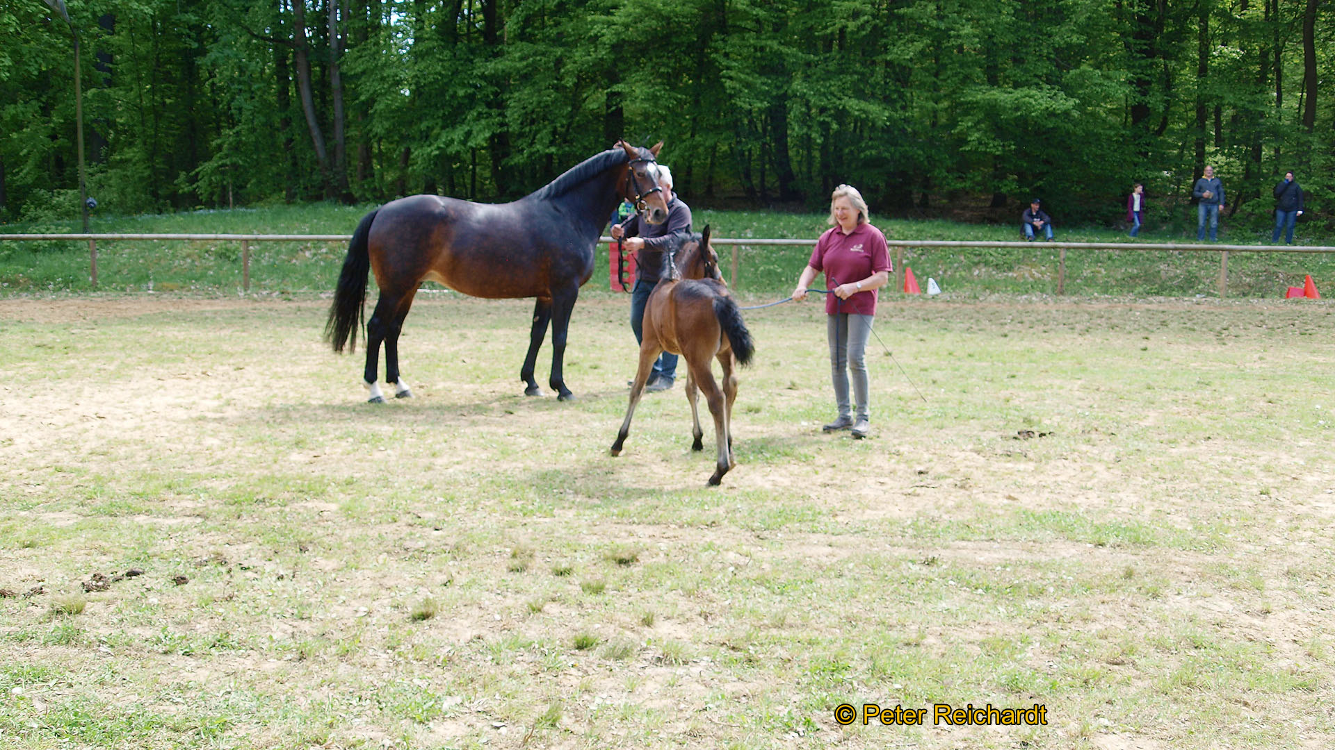 Gestüt Bretmühle: Kaiserwetter beim Tag der offenen Tür