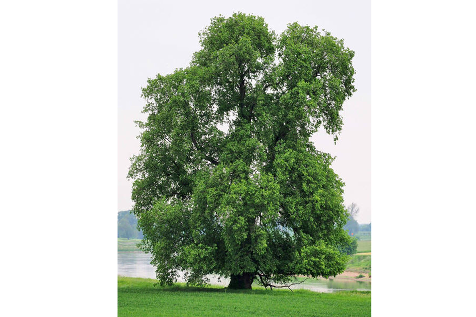 Die Flatter-Ulme ist Baum des Jahres 2019