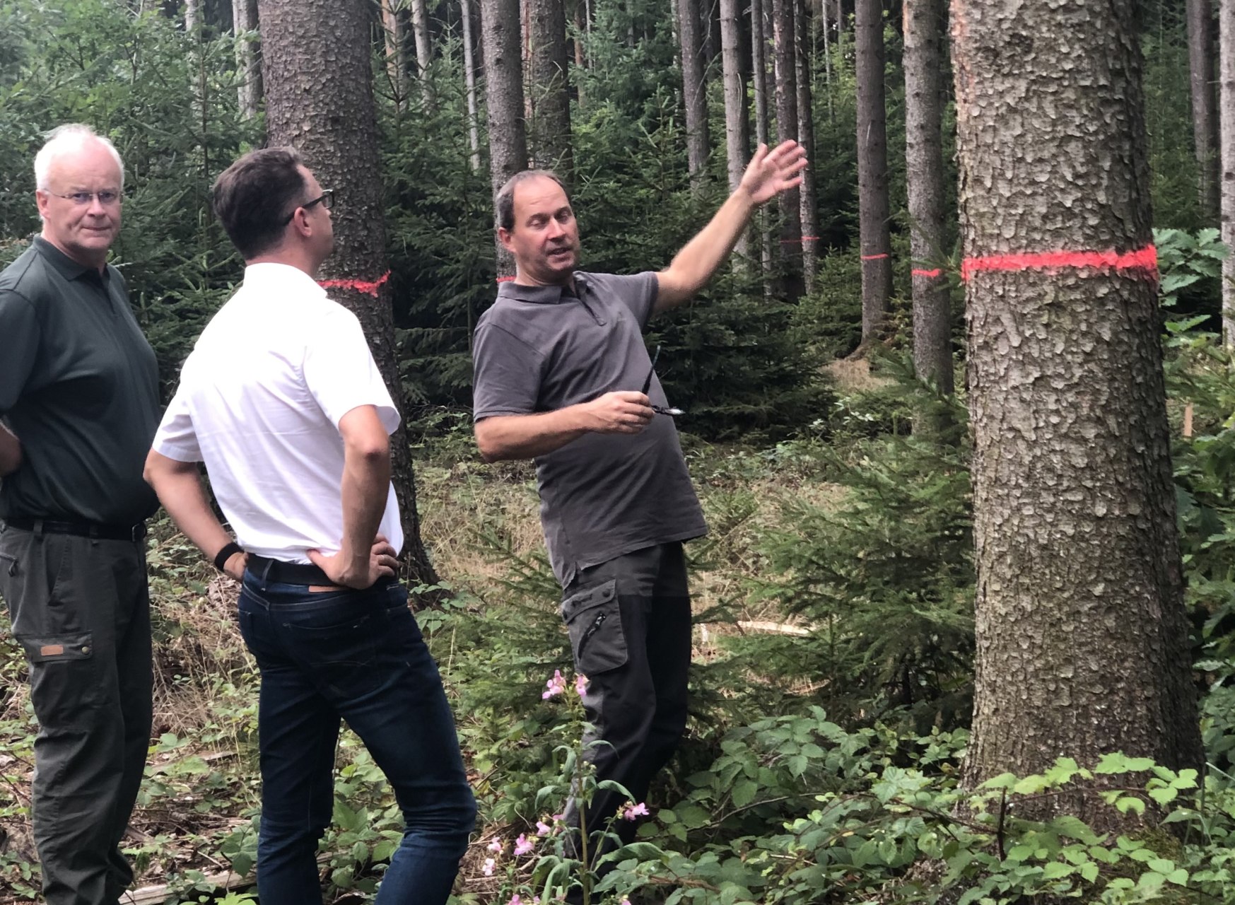 Tischner fordert schnelle Hilfen für unsere Wälder im Vogtland
