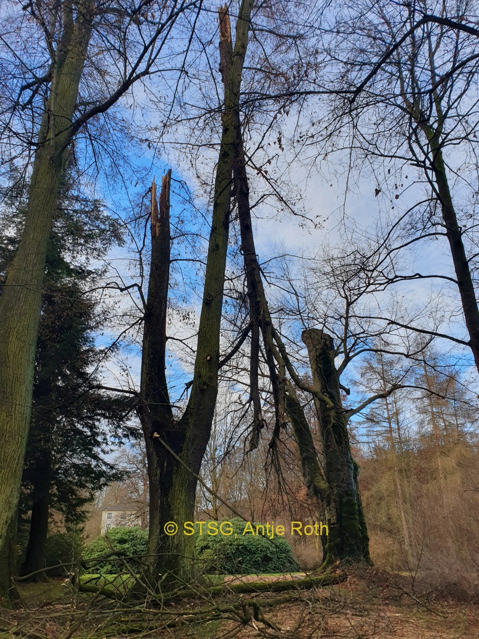 Baumverlust im Fürstlich Greizer Park